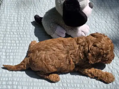 Cavapoo - Jackson