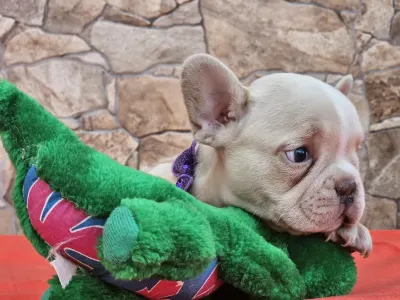 French Bulldog - Dodo