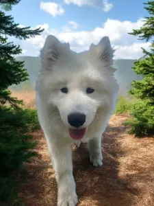 Samojede - Udo Polar-ice Of White Siberiansuny