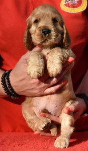 Cocker spaniel angielski - Elvis From Work & Show