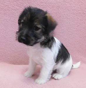 Jack Russell Terrier - Joyful Jack Charlotte