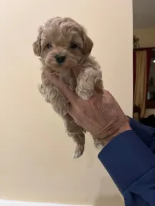 Maltipoo - Maltipoo Toy M