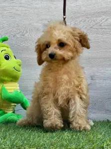 Cavapoo - Ellie ( Toy Size )