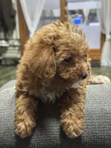 Cavapoo - Natasa