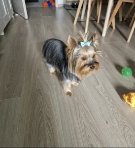 Yorkshire Terrier - Nano