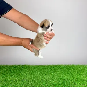 Welsh Corgi Pembroke - Barbarella