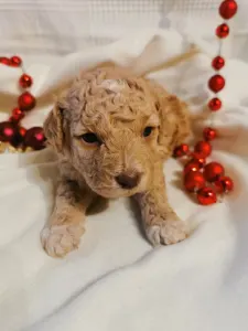 Lagotto Romagnolo - Falco
