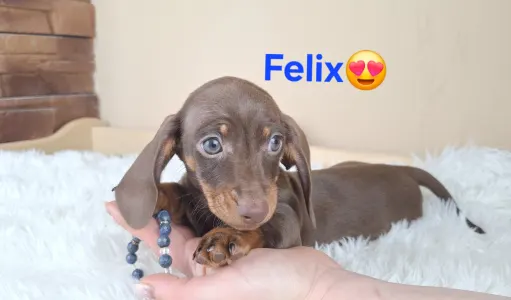 Dackel - Felix 
