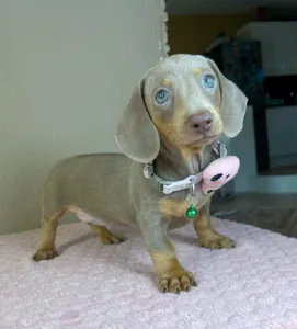Dachshund - Elina