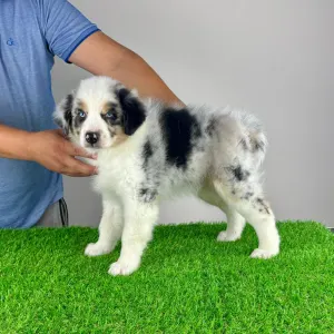 Australian Shepherd - Talizman