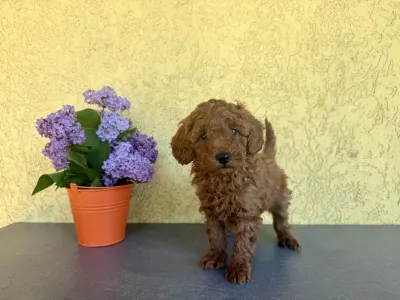 Trpasličí pudl - Hermes