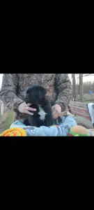 Cane corso - Dolce Assassino P