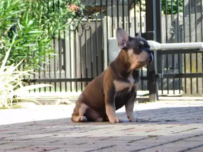 French Bulldog - Daniel