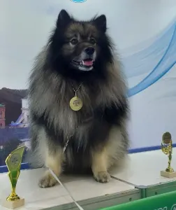 Wolfsspitz - Silver Whirl Boston Pride