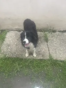 Border Collie - Lucifer