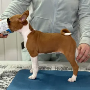 Basenji - Girl Red And White,  Name Part Of The Game 