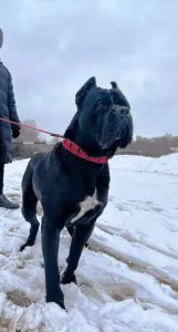 Cane Corso Italiano - Scudo Divino Best Vito