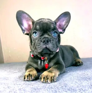 Francia bulldog - Daisy