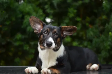 Cardigan welsh corgi - Kirumi Mendenhall