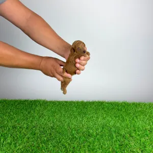 Caniche Toy - Zingo