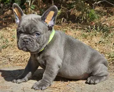 French Bulldog - Sky 