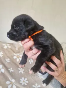 Irish Wolfhound - Brie