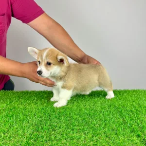 Pembroke Welsh Corgi - Paws
