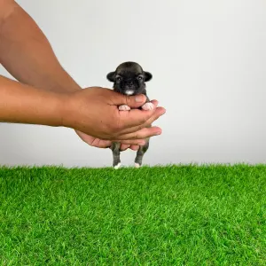Chihuahua - Kimi