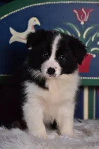 Border Collie - Lark Ascending Aria