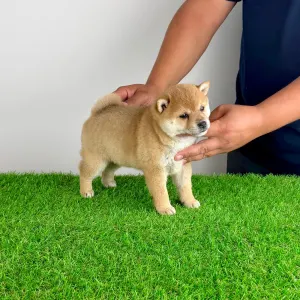 Shiba Inu - Vana