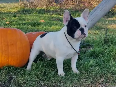 French Bulldog - Falco 