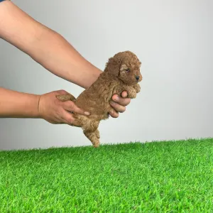 Poodle Toy - Remy