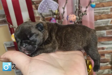 French Bulldog - Raul