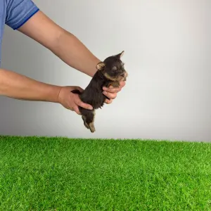 Yorkshire Terrier - Melac