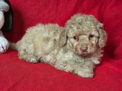 Cavapoo - Mia