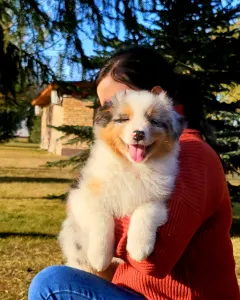 Australian Shepherd - Mambo