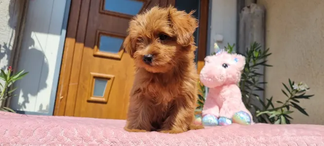 Maltipoo - Málna