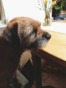 Border Terrier - Cicaűző-Apród