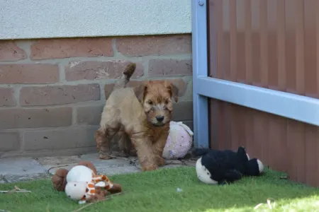 Soft coated wheaten terrier - Eden