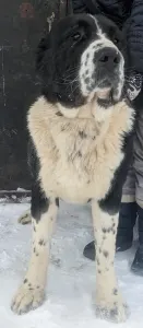 Közép-ázsiai juhászkutya - Dzhakhat Iz Zamka Larisi