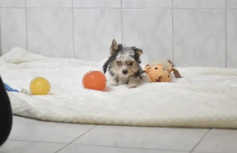 Бивер-йоркширский терьер - Robin Orient 