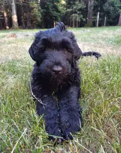 Black Russian Terrier - Bella