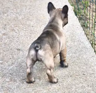 Buldog francuski - Wendy