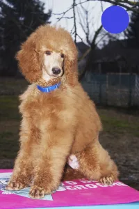 Poodle Standard - Julius Ceasar