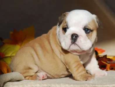 Englische Bulldogge - Rengőhegyi-ormán Arlene