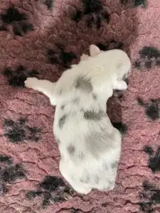 Border Collie - Mon Chery/slate Merle Szuka