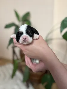 Cocker americano - Tricolor