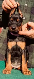 Доберман - Izodora 