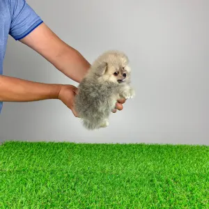 German Pomeranian Spitz - Fanny