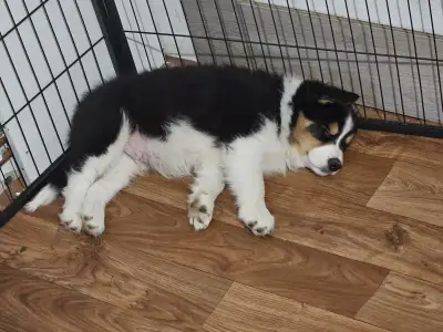 Border Collie - Cayman